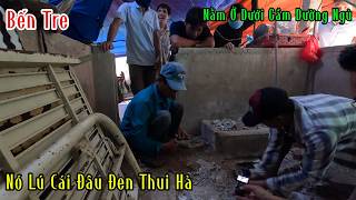 Vợ Chồng Trẻ Khóc Thét Vì Con Rắn Nó Nằm Dưới Gầm Giường Ngủ Nó Khò Ồ Ồ | Mười Thương Săn Bắt