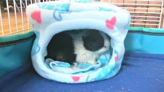 How to sew a Guinea Pig bed