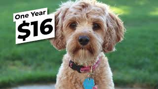 Get Your Dog Licenses Today!