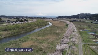 風景ゆりほんじょう「桜堤」【秋田県由利本荘市】