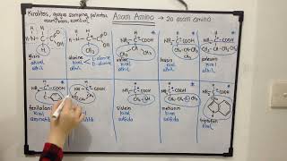 Asam amino (Bagian 1)