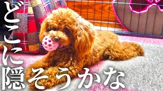 ボールの隠し場所に悩む子犬がこちら【トイプードル】