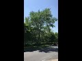 white poplar populus alba tree may 2018