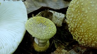 Amanita franchetii  - Gilded Amanita