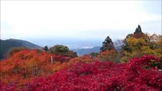 大山阿夫利神社の紅葉