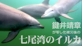 水中写真家・鍵井靖章さんが見た能登②　地震後も七尾湾にとどまる野生イルカの群れ　【能登半島地震】Japan earthquake