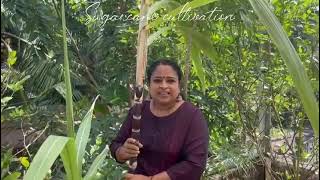 കരിമ്പ് കൃഷി/Sugar Cane/Terrace Farming/Karimbu Krishi