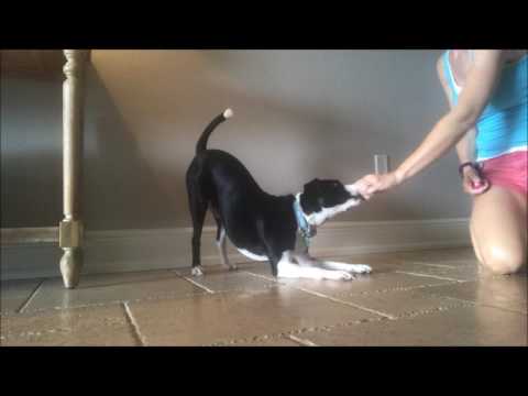 Tricks Training-Yoga Dog Tricks Training-Yoga Dog