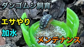 ダンゴムシ飼育　エサやりと加水　日々のメンテナンス