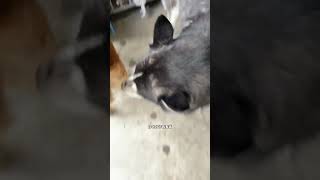 唔西迪西：这辈子没那么无语过😒#哈士奇 #pets #cute