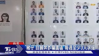 「豬仔」自願奔詐騙園區 每週至少3人求援｜TVBS新聞 @TVBSNEWS01