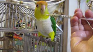 jojo and chickie caiques handfeeding harrisons