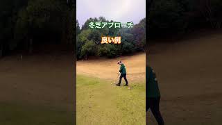 冬芝アプローチあるある#ゴルフ #shortvideo #golf #shorts #short