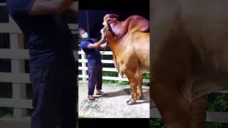 Giant Brahman bull's enjoying getting scratched by his handler