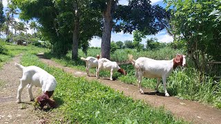 NADAGDAGAN NAMAN ANG MGA ALAGA KO || TRIPLETS ANG ANAK NI WINTER || Planting Napier & Madre de Agua