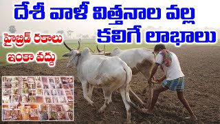 దేశీ విత్తనాలు ఎక్కడ దొరుకుతాయి ? || Desi Paddy Crops || Benefits of Desi Seeds in Telugu || SumanTV