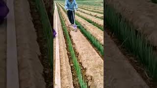 Smart Farmer Working On The Green Onion Farm 😎#satisfying #short