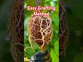 Grow Your Own Guava: Easy Grafting Method #garden #agriculture #nature