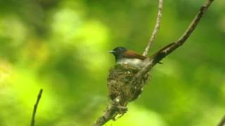 【山鳴鳥】サンコウチョウ （三光鳥） 子育て 2