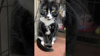 くろちゃんとの会話#猫#保護猫#cat #catvideos #保護ねこのいる暮し