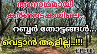 റബർ മരങ്ങൾ വെട്ടാൻ ആളില്ല, കര്ണാടകയിലെ റബർ തോട്ടങ്ങൾ അനാഥമായി കിടക്കുന്നു ...