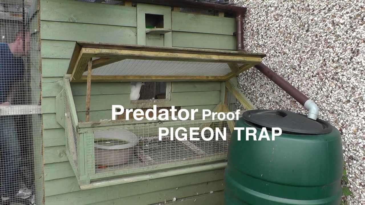 Homemade Pigeon Trap Plans Homemade Ftempo