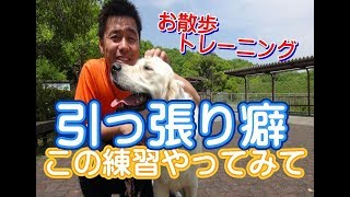 犬のしつけ【引っ張り癖】お散歩での引っ張り癖の練習方法を園長が実演♪　～犬のしつけ・ドッグトレーニング～