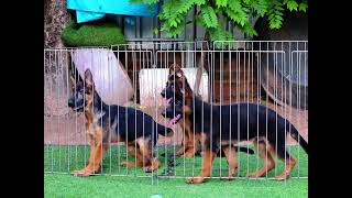 កូន German Shepherd អាយុរ 3 ខែ ជាង