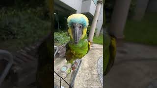 兩隻小恐龍@大麻小花twistedbirds|灰鸚鵡grey parrot \u0026 黃翼藍帽亞馬遜鸚鵡blue-fronted amazon #shorts