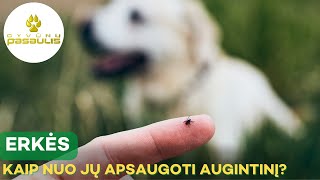 Ką naudoti augintinio apsaugai nuo erkių?