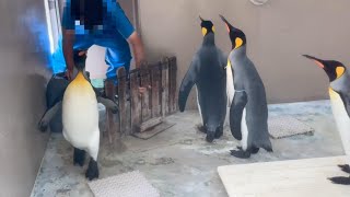 番外編 脱走した仲間を心配して寄ってくるペンギンがかわいい♪【下田海中水族館】オウサマペンギン