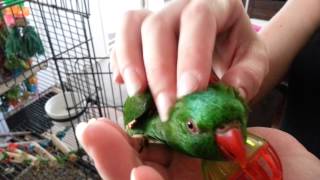 Picollo - Our talking playful Scaley Breasted Lorikeet