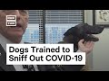 Dogs in Miami Are Being Trained to Detect COVID-19 #Shorts