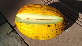 Turkish green and yellow honey Melon (cucumis melo var inodorus)