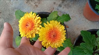 नर्सरी एवं मेरी छत का Garden Overview || Best Winter Blooming Plants 2020