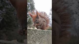 🐿Słodka wiewiórka😊😍 #shorts #wiewiórka #squirrel #redsquirrel #wiewiórki #sweetanimals