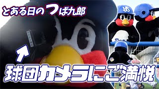 とある日のつば九郎 試合前の様子｜東京ヤクルトスワローズ