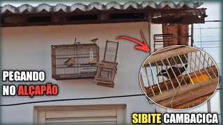 Peguei outro SIBITE CAMBACICA aqui em CASA | # Pegando e soltando !