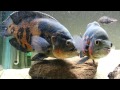 Oscar cichlid breeding behaviour