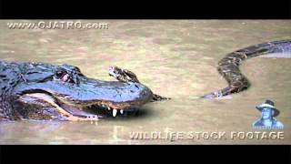 Python Fighting Alligator 0103 Music