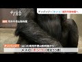 福岡市動物園にチンパンジー『キンコ』３３歳メス、山口の徳山動物園からお引っ越し