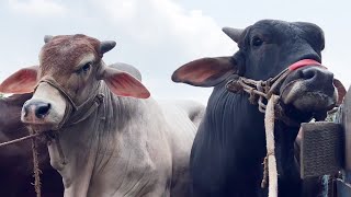 cow unloading, cow videos, cow video, big cow, goru hamba cow, Ep - 85