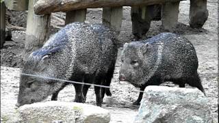 Collared peccary.クビワペッカリー。