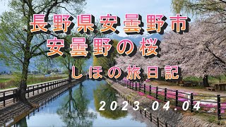 長野県安曇野市　安曇野の桜　しほの旅日記　2023 04 04