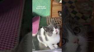 ❤️ 馬吉貓屋 ❤️ 漂亮英短妹妹😽太可愛的小萌娃兒，背上有愛心圖案喔😸😘💫20240202出生藍白英短妹妹🍀