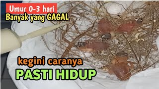 Cara Meloloh Burung Baru Menetas umur 1-2 hari