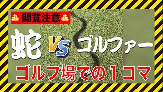 蛇 VS ゴルファー in 中京ゴルフ倶楽部【閲覧注意／ハプニング】