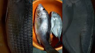 अगोबाई केवढा मोठा तांब मासा आणि नारबा मासा!#fishlover #मासे #मछली #fishing #seafood #viralshorts