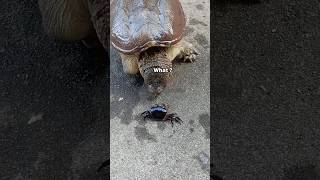 Turtle attack on crab #turtle #crab #trendingshort