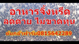 สัตว์เศรษฐกิจ เลี้ยงจิ้งหรีด ไม่ให้ตาย ไม่ขาดทุน ไม่ง้อหัวอาหาร cricket farm Insect bugต้นกล้าฟาร์ม